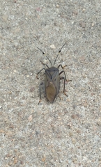 Pachylis laticornis