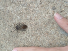 Pachylis laticornis