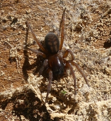 Callobius