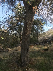 Quercus wislizeni