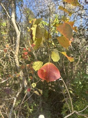 Populus deltoides