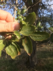 Quercus wislizeni