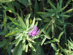 Centaurea calcitrapa