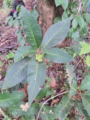 Croton persimilis