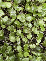 Hydrocotyle heteromeria