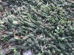 Echinocereus berlandieri