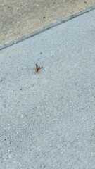 Polistes rubiginosus