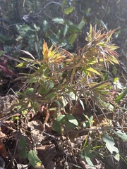 Dichanthelium scabriusculum