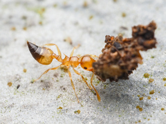 Crematogaster longipilosa