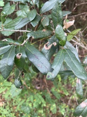 Quercus virginiana