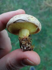 Suillus mediterraneensis