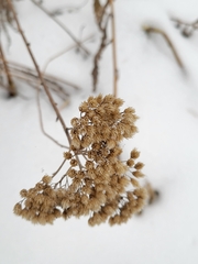 Achillea millefolium borealis