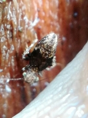 Pteroxanium kelloggi