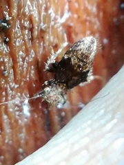 Pteroxanium kelloggi