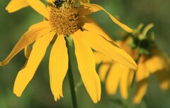 Rudbeckia laciniata
