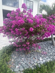 Bougainvillea glabra