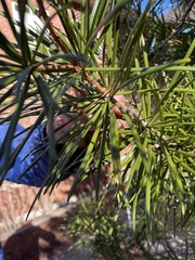 Sciadopitys verticillata