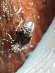 Pteroxanium kelloggi