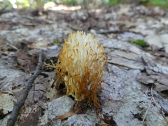 Clavariaceae