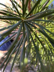 Sciadopitys verticillata