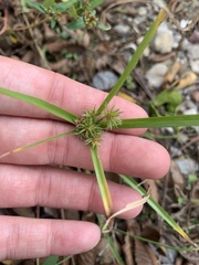 Cyperus eragrostis