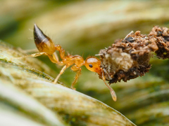 Crematogaster longipilosa