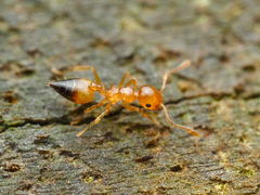 Crematogaster longipilosa