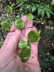 Melicytus micranthus