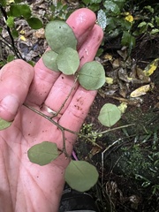 Melicytus micranthus