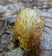 Clavariaceae