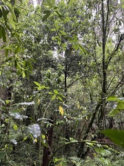 Melicytus micranthus