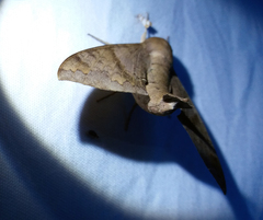 Pachylioides resumens