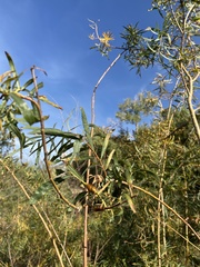 Salix exigua