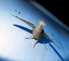 Pachylioides resumens