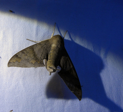 Pachylioides resumens