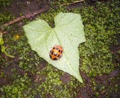 Epilachna tredecimnotata