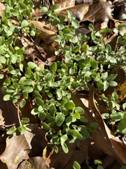 Calyptocarpus vialis