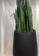 Sansevieria