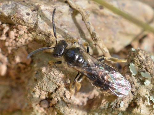 Lasioglossum marginatum