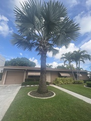 Washingtonia robusta