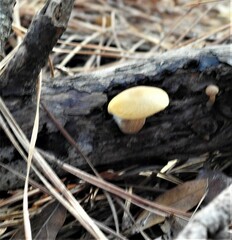 Gymnopilus penetrans