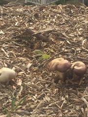 Stropharia rugosoannulata