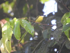 Todirostrum nigriceps