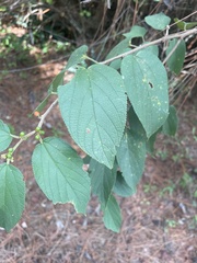 Trema micrantha floridana