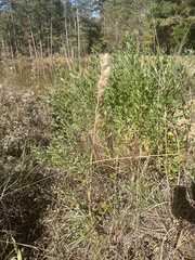 Andropogon glomeratus