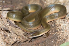 Lycodonomorphus rufulus