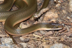 Lycodonomorphus rufulus