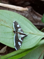 Glyphodes bicolor