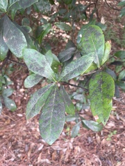 Capnodiaceae