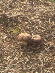 Stropharia rugosoannulata